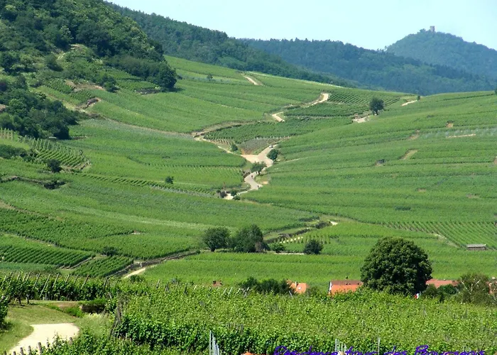 Résidence tour des Bourgeois-Plein Sud vue sur les Vosges et le vignoble